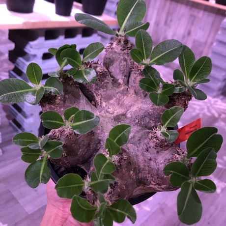 packypodium    roslatum var. eburneum（L size）※発根済み株‼︎ ワイルドで荒々しい装いなbalance良きエブレ‼︎ ※mad black pot植え