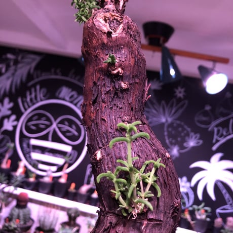 mestoklema   tuberosum《L size》サイドにあるド派手な縦ラインの傷に生命力を感じる希少な1株‼︎   ※mad  black  pot植え