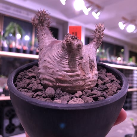 packypodium  gracilius《大きめS  size》※現地球発根済み株‼︎※驚愕‼︎可愛すぎる程まん丸グラキ‼︎※mad black bowl pot植え