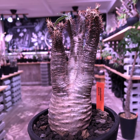 packypodium  gracilius《M  size》※現地球発根済株‼︎※しっかり発根したボコボコ&筋筋強きbalance良きグラキ‼︎※mad black pot植え