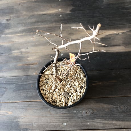 commiphora    simplicifolia《M size》