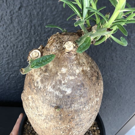 packypodium  succulentum《L L size》希少size‼︎大株！！