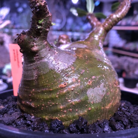 packypodium  gracilius《大きめM size》※現地球発根済株※店主国内管理5年株※一部現地焼けと希少green肌＆纏まり過ぎない歪感ぼってり樹形※mad black pot植え