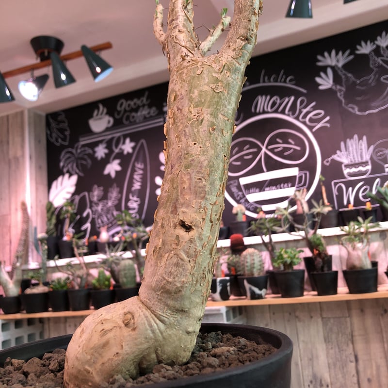 sesamothamnus busseanus《L size》極太激希少株※まばらトゲと白 sesamothamnus busseanus《L size》極太激希少株※まばらトゲと白