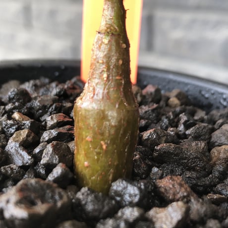 senna  meridionalis《 SS size》littmon seed🌱※小振りながら大切に育てた成長楽しみ可愛いセンナ※mad black pot植え