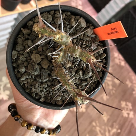 sarcocaulon herrei《M size》※今や希少且つ今後輸入厳しい南アフリカ物‼︎gapある白花大輪を咲かす冬型人気者‼︎wild株※mad  black  bowl pot植え