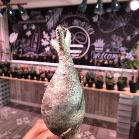 packypodium    gracilius《S size》輸入まもないまん丸新鮮株🌵vo①  限定15株