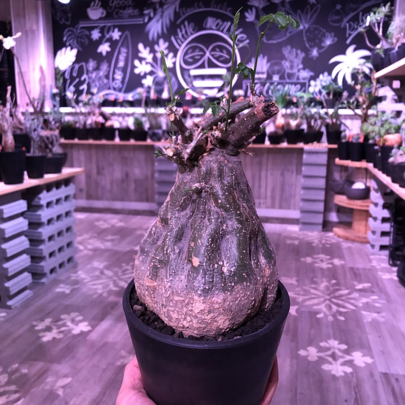 momordica rostrata《L size》※株元は充分に木質化したbalance