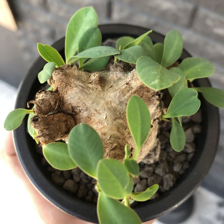 euphorbia  itremensis 《M size》※現地球発根後店主国内管理3年株※まん丸塊根で可愛くボコボコと変形しながら枝作りし変化も楽しめる一株※mad black pot植え