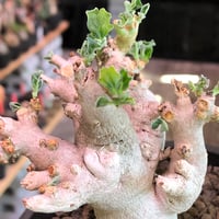 pterodiscus luridus 《L size》美しすぎる極白肌※現地球株発根済※ずば抜けた白肌に枝振りバランスもとびきりな一株※black pot植え