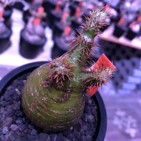 packypodium  gracilius《S size》激希少‼︎極green肌※現地球発根済株※怖いほど濃くはっきりとしたgreen-color肌なまん丸グラキ※mad black pot植え