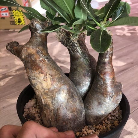 packypodium   enigmaticum《M  size》発根済み株   三分頭 black肌