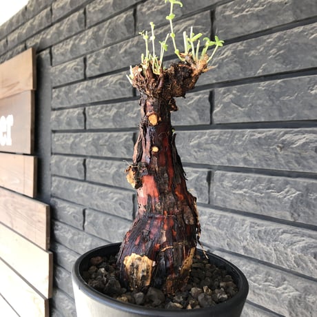 mestoklema  tuberosum《大きめM size》※現地球発根済株※大変朽ちくした表皮に赤肌味強き株元どっしり樹形‼︎希少‼︎冬季も動く唯一無二な灌木※mad black pot植え