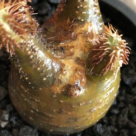 pachypodium gracilius《S size》激希少‼︎極green肌 &赤棘※現地球発根済株※店主国内管理2年株※極weight低き短枝ぼってり樹形※mad black pot植え