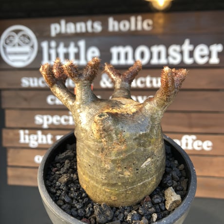 pachypodium  gracilius《小さめM size》極短枝＆現地焼け株※現地球発根済株※店主国内管理2年株※大変ぼってり樹形且つ枝振りも良き一株※mad black pot植え