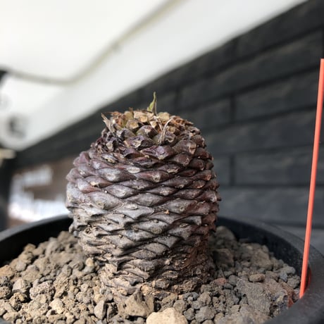 euphorbia bupleurifolia《M size 》※まん丸球体株※現地球発根後店主国内管理5年株※ボコボコ肌にまん丸球体感が堪らない一株※mad black pot植え