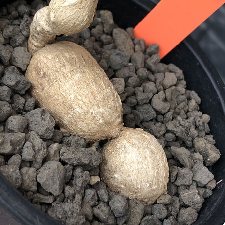 euphorbia cremersii《 L size》※現地球発根後店主国内管理2年株※美しいギザギザ葉に綺麗な塊根とのcontrastが堪らない一株※mad black pot植え
