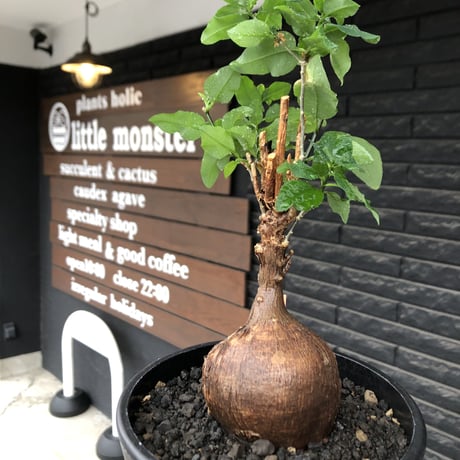 euphorbia hedyotoides《L size》球体大株※現地球株発根済※中々出会えないほど丸み強き塊根と良き枝振りが堪らない美しい一株‼︎※black pot植え