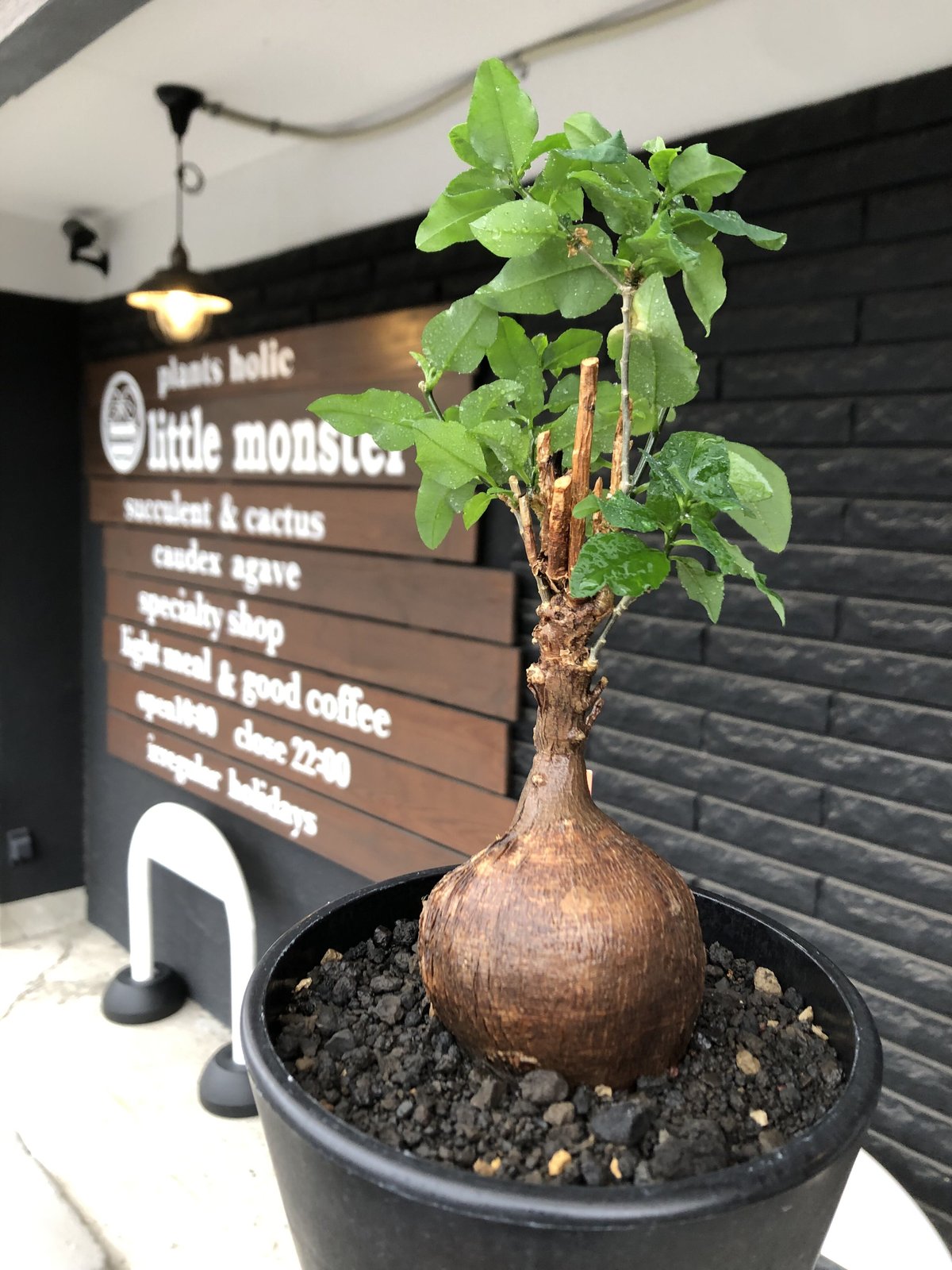 大株　希少種　ユーフォルビア　ヘディオトイデス　鉢のまま発送　コーデックス 塊根 fit=scale-down,w=1200