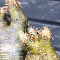 pachypodium gracilius《M size》※現地球株発根済※希少‼︎w-he'd＆極green肌で愛らしいぼってり樹形※black pot植え