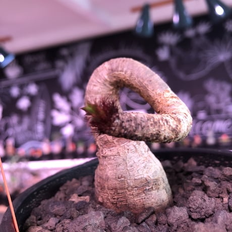 euphorbia ramena《M size》※ぽっこり塊根の上、特に絶妙な捻くれ加減が堪らないラメナ‼︎希少南アフリカ物※mad black bowl pot植え