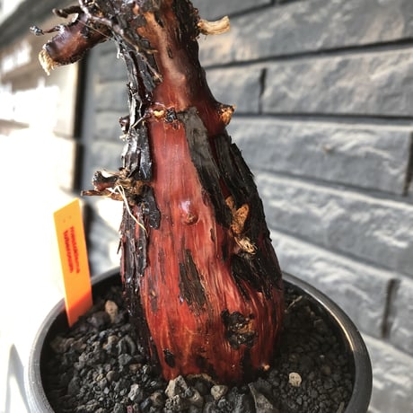 mestoklema tuberosum《L  size》※現地球発根後店主国内管理4年株※より赤肌強き個体となり味深き表皮が堪らなく冬季も動く唯一無二な希少灌木※mad black pot植え