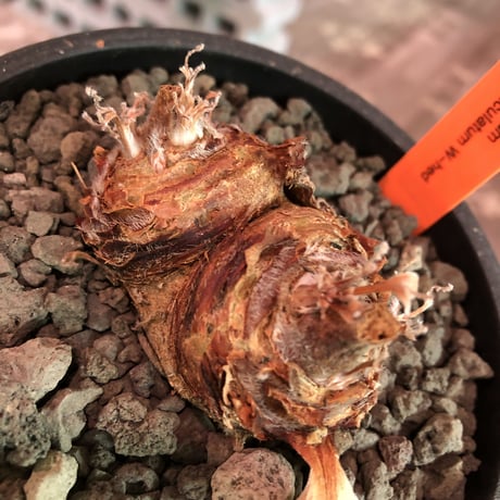 pelargonium  appendiclatum《M size》※店主個人株‼︎現地球発根済株※実生株しかまず出回る事のない激希少‼︎更にW-he'd‼︎🤩※mad black pot植え