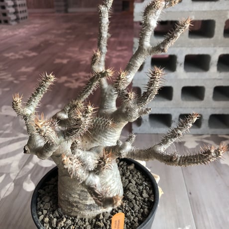 packypodium   gracilius《L  size》