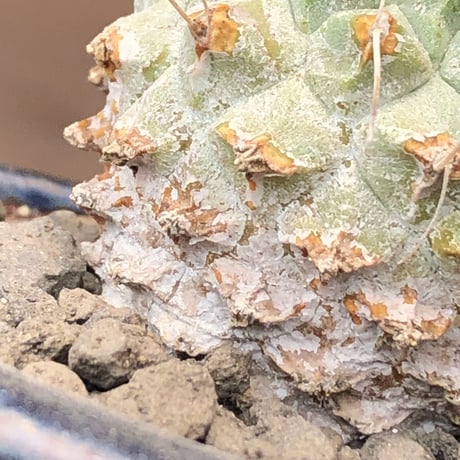 strombocactus 菊水《大きめS size》激希少‼︎現地球発根後店主国内管理4年株※激希少現地球株の上、まん丸球体樹形で堪らない一株※常滑焼陶器鉢植え