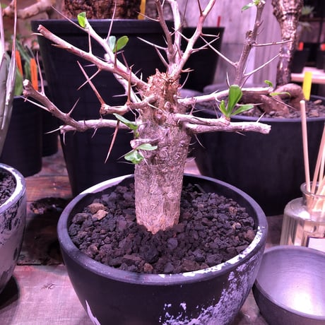 fouquieriacolumnaris | STORES