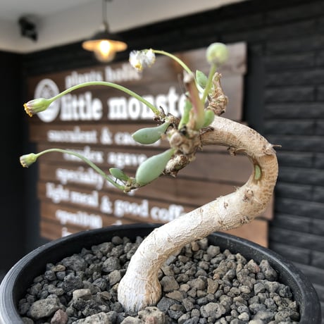 othonna clavifolia《M size》激希少※現地球発根済株※個体が激減し輸入厳しいぷっくり多肉質の葉を展開する冬型の人気者‼︎オススメ株※mad black pot植え
