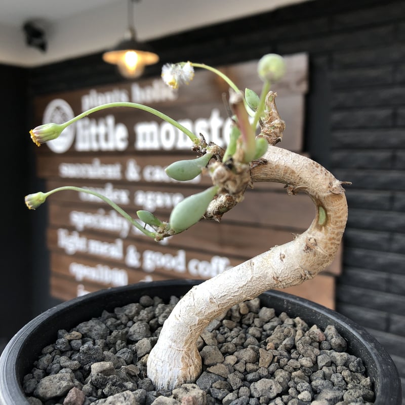 オトンナ　クラビフォリア　現地株　発根済 othonna clavifolia《M size》激希少※現地球発根済株※個体が激減し輸入