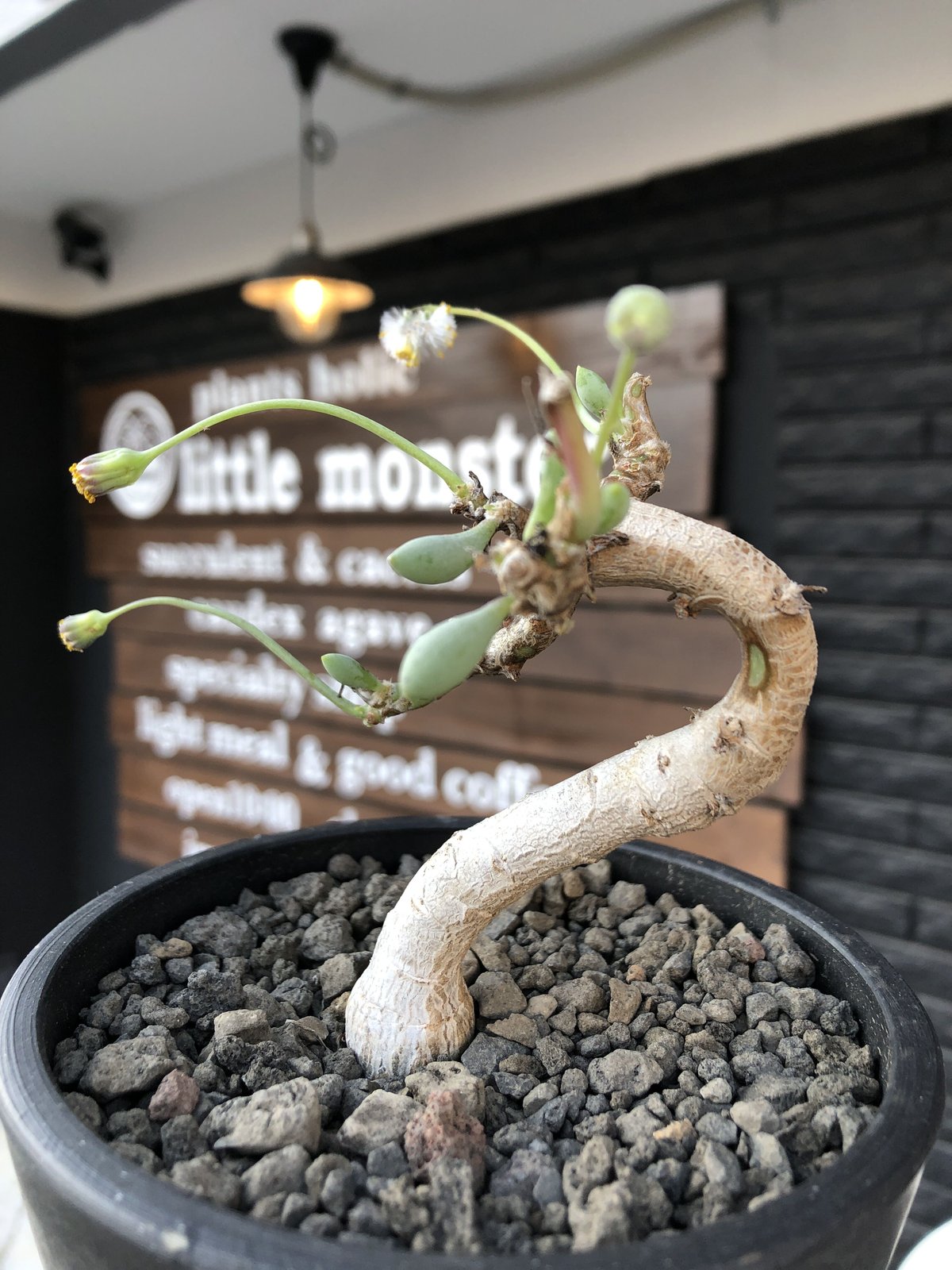 オトンナ　クラビフォリア　現地株　発根済 オトンナ クラビフォリア 現地株 発根済 オトンナ クラビフォリア 現地