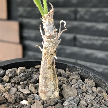 sesamothamnus rivae《大きめS size》※現地球株発根済※小振り現地球株は逆に珍しく小さくても味深さ強き表皮のメクれが堪らない一株※mad black pot植え