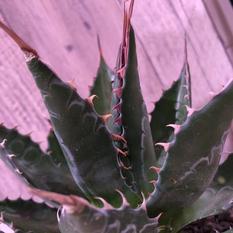 agave      montana