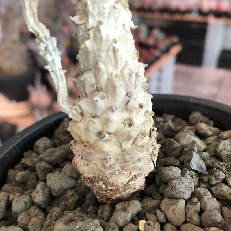 euphorbia ramiglans《 M size》※現地球発根済株※店主国内管理発 
