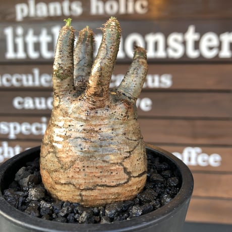 pachypodium  gracilius《大きめS size》五頭枝株※現地球発根済株※店主国内管理2年株※整いすぎなほどcompactに纏まった美株※mad black pot植え
