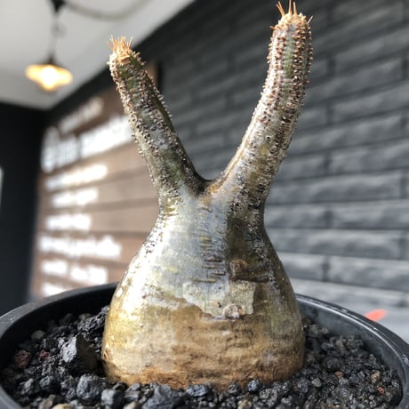 pachypodium gracilius《小さめS size》一部green肌株※現地球発根後店主国内管理2年株※小振りで丸々としたかわいいグラキ※mad black pot植え