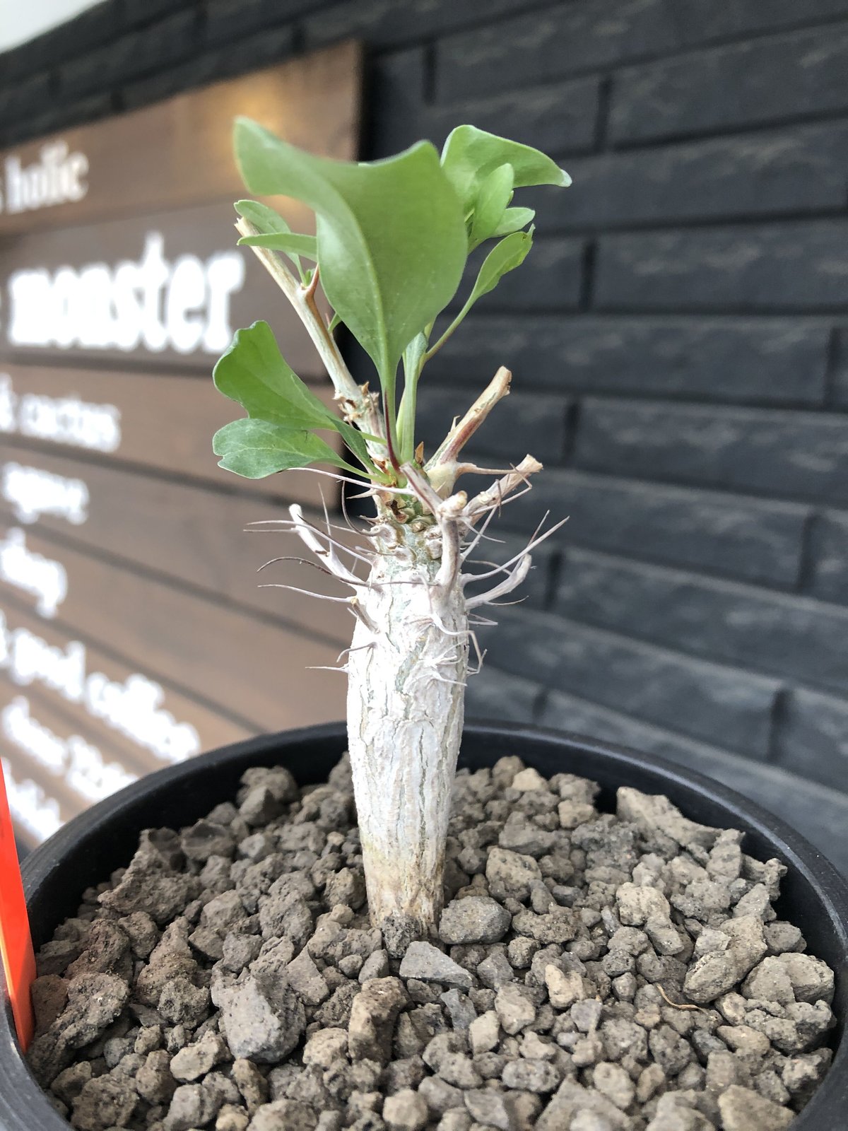 丸型コレクション株】フォークイエリア コルムナリス 観峰玉 現地球 発