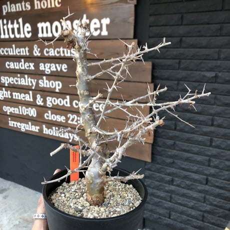 commiphora  simplicifolia《M size》シルバーの枝と棘‼︎