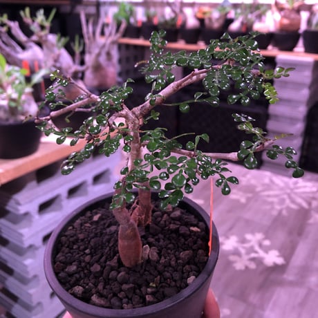 opercullicarya   decaryi  littmon  seed🌱  《3年株》※成長早く例年変化を感じながら育てられるしっかり作り込んだ良株※mad  black  pot植え
