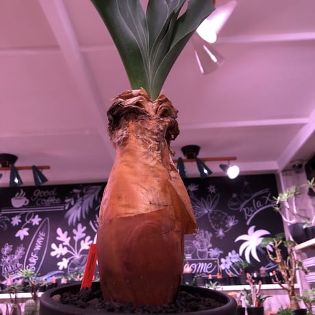 boophane   haemanthoides  陽炎type‼︎《 L  size》希少陽炎株‼︎※大変美しい装いに撃沈※mad black bowl pot植え　※国内管理２年株