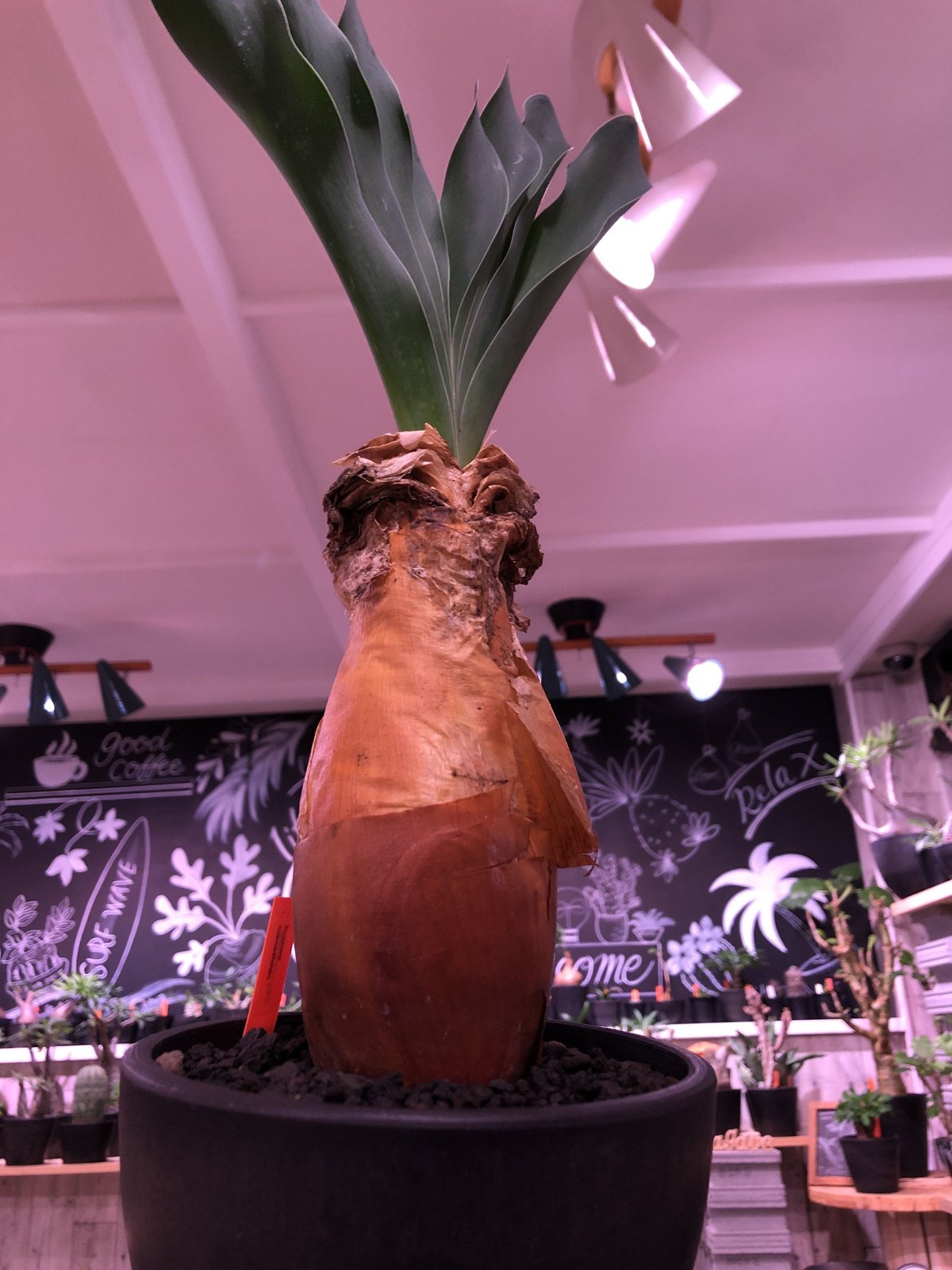 良型 大型 まん丸 ブーファンハエマンソイデス コーデックス 特大超良