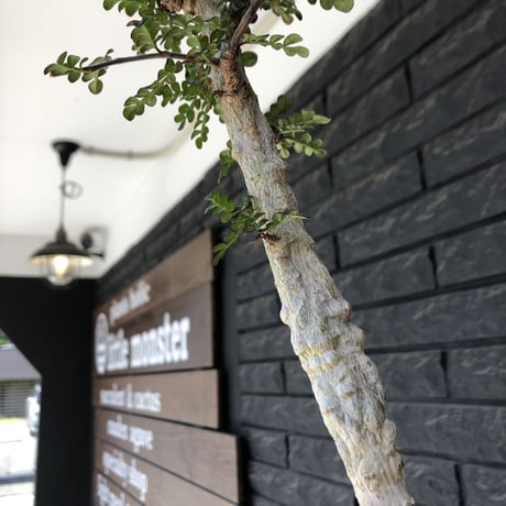 operculicarya decaryi littmon seed🌱  《11年株》※極太選抜株※長きに渡り育て幹のボコボコも強きパワータンクも厳つい一株※mad black pot植え