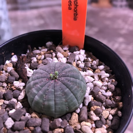 euphorbia   obesa  &  conophytum  群生🌵《set‼︎》