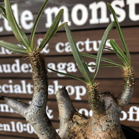 packypodium  gracilius《M size》※現地球発根済株※店主国内管理3年株※頭頂部全体が現地焼けの上、丁度良きサイズ感＆balance良樹形※mad black pot植え