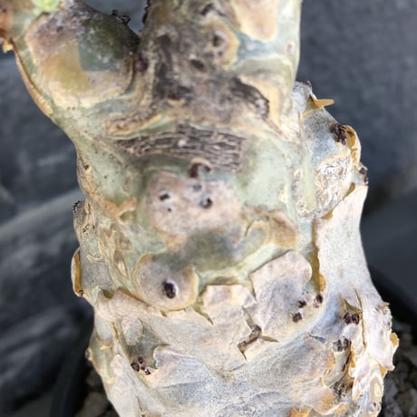cyphostemma betiforme《 L size》※現地球発根後店主国内管理10年株※希少‼︎太く特化したボコボコ樹形でインテリア性高く今や流通極少な大株となり渾身の一株※鉄鉢植え