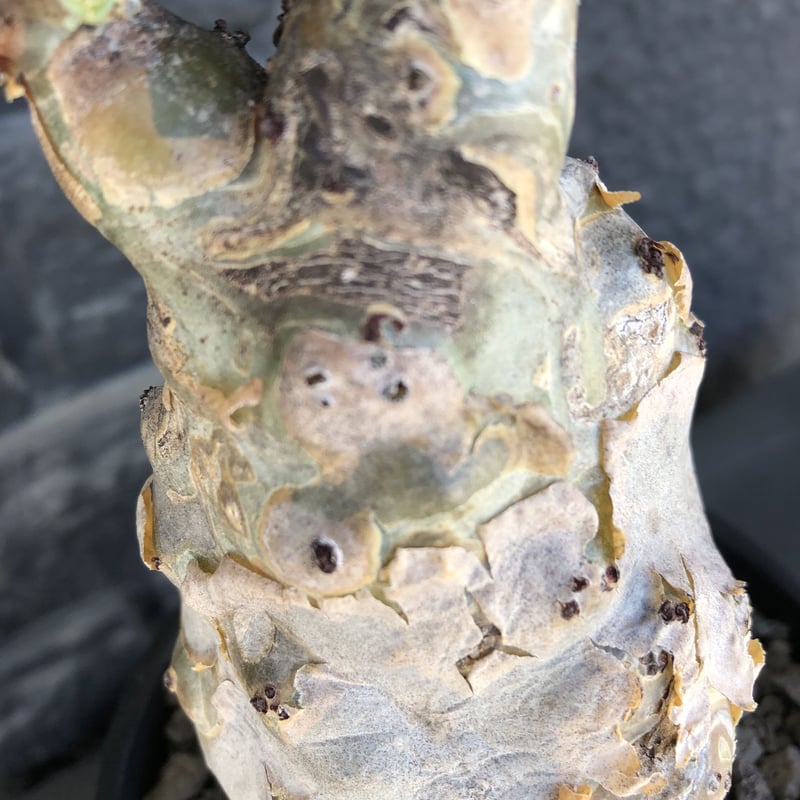 cyphostemma betiforme《 L size》※現地球発根後店主国内管理10年株