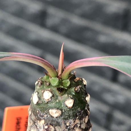 euphorbia  pachypodioides《M size 》※現地球発根後店主国内管理3年株※ボコボコ肌にcompactな良樹形‼︎人気者な一株※mad black pot植え