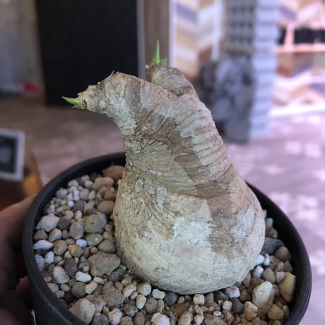 Euphorbia   primulifolia